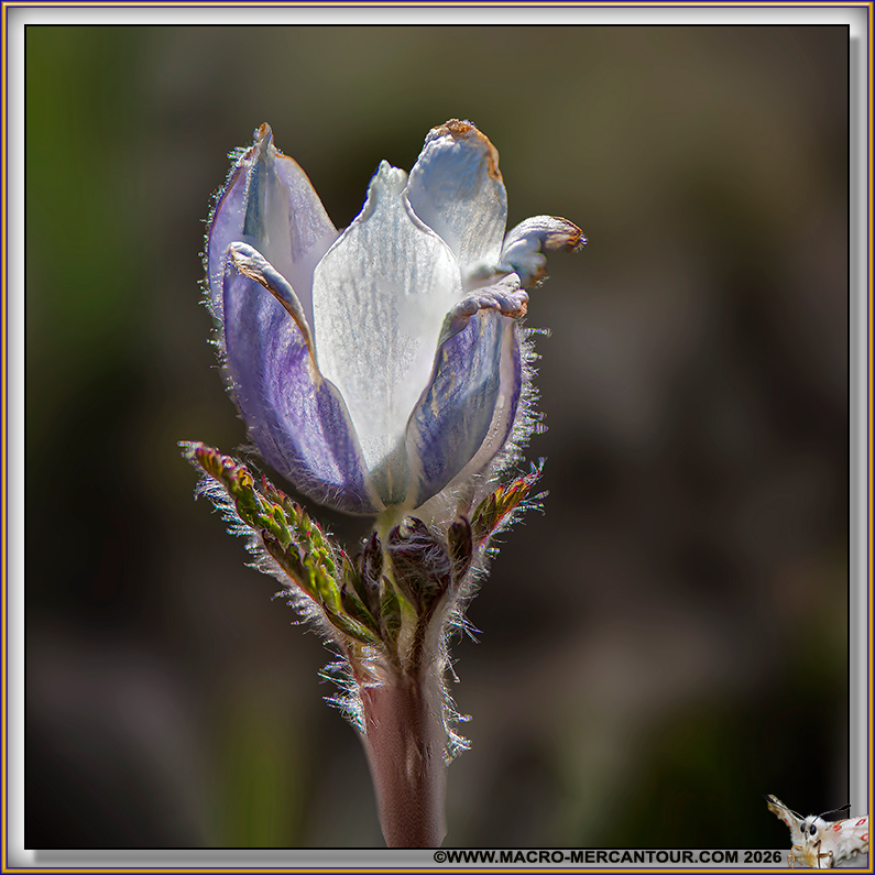 ANEMONES